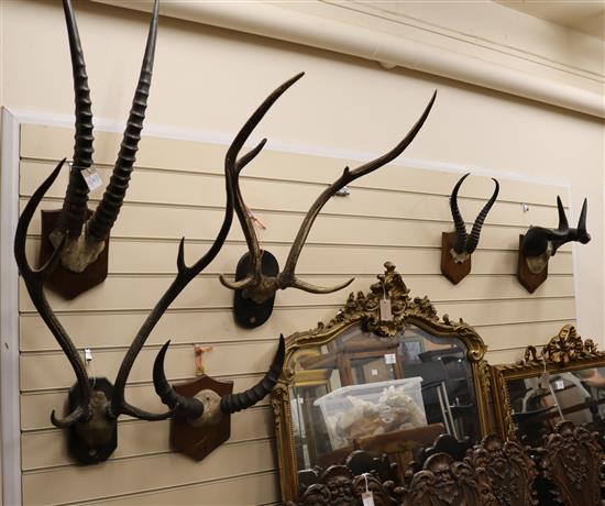 Six sets of mounted antlers